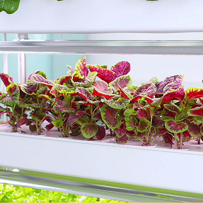 ระบบปลูกไฮโดรโปนิกส์แนวตั้งสมา - Smart Garden Vertical Planter บทวิจารณ์และราคา