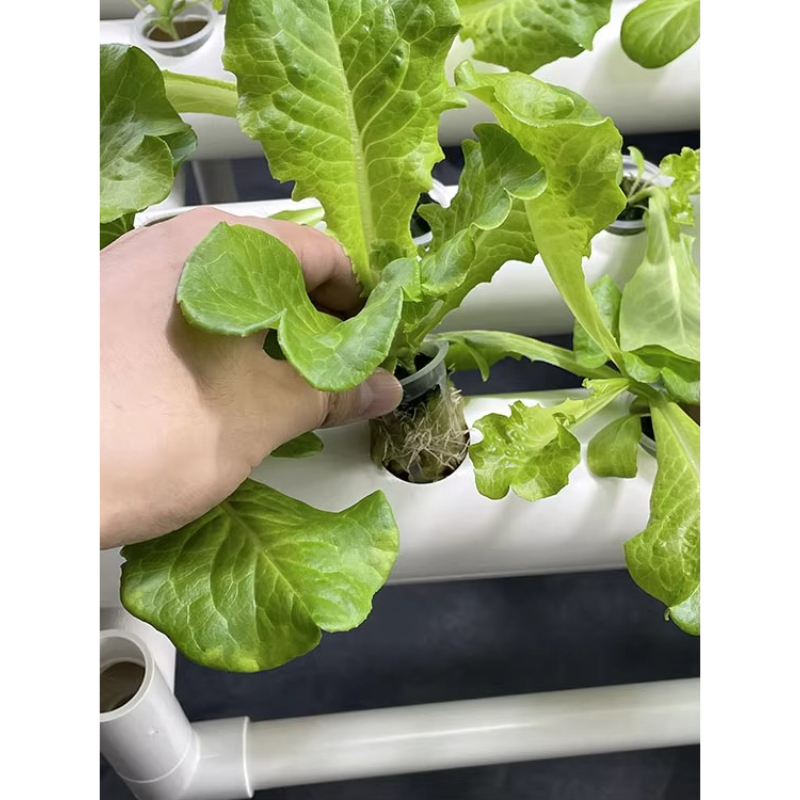 ชุดปลูกพืชไฮโดรโปนิกส์ 108 หลุ - Aquaponics Home Kit บทวิจารณ์และราคา